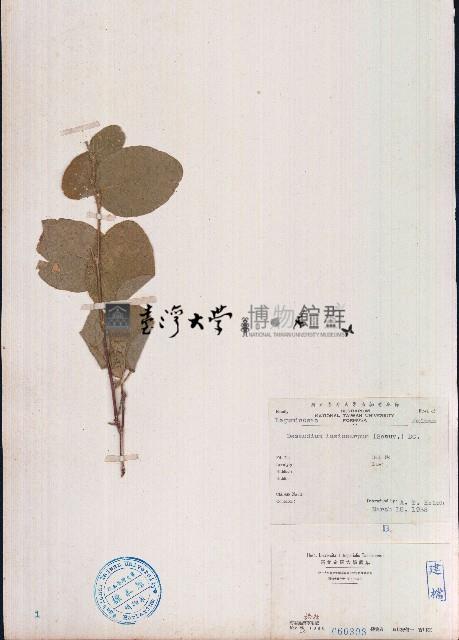 絨毛葉山螞蝗藏品圖，第1張