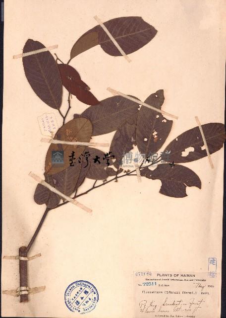 瓜馥木藏品圖，第1張