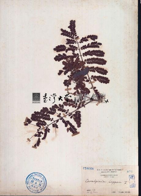 蘇木藏品圖，第1張