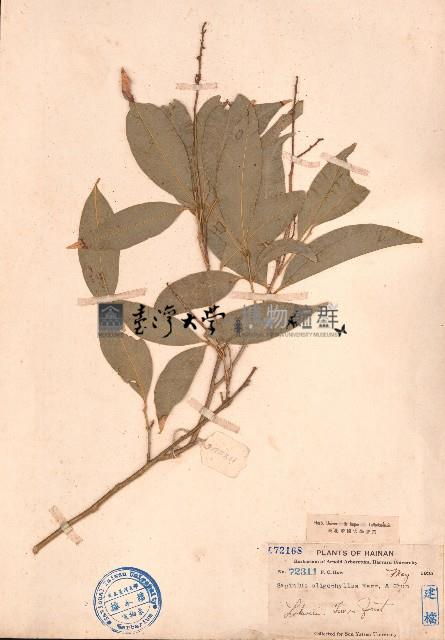 賽木患藏品圖，第1張