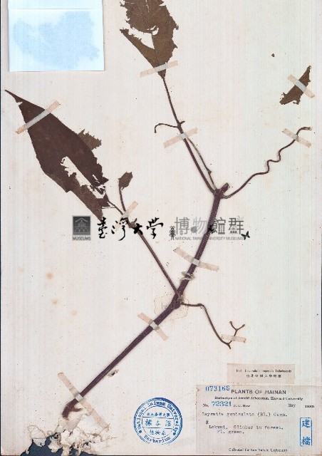 膝曲烏蘝莓藏品圖，第1張