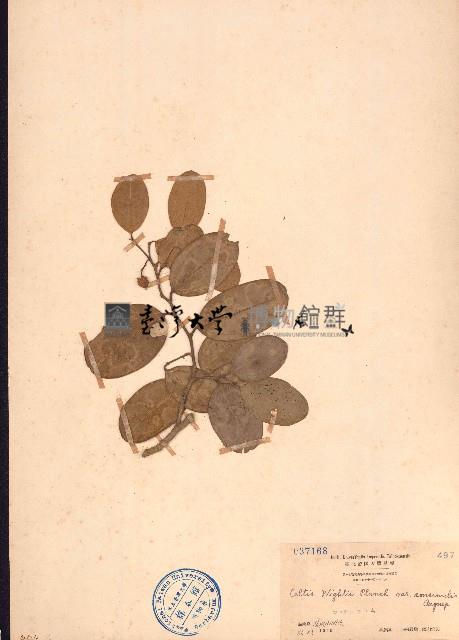 鐵靈花藏品圖，第1張