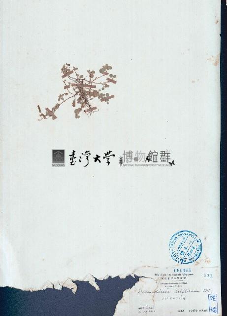 蠅翼草藏品圖，第1張