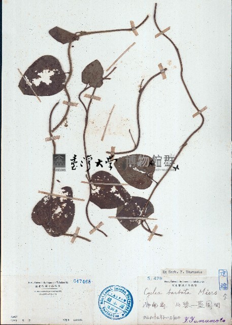 毛葉輪環藤藏品圖，第1張