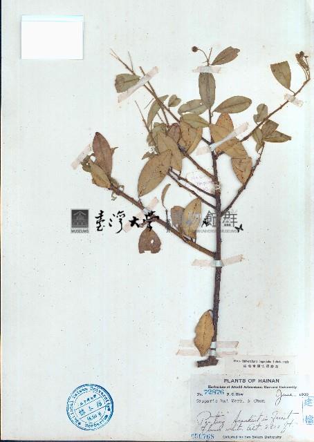 屈頭雞藏品圖，第1張