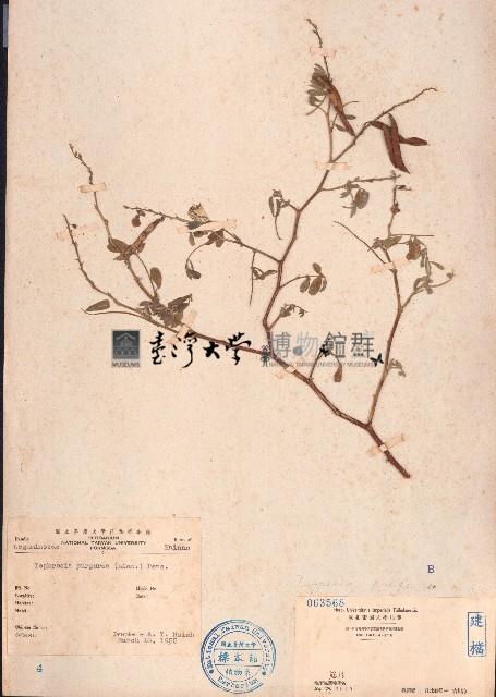 灰毛豆藏品圖，第1張