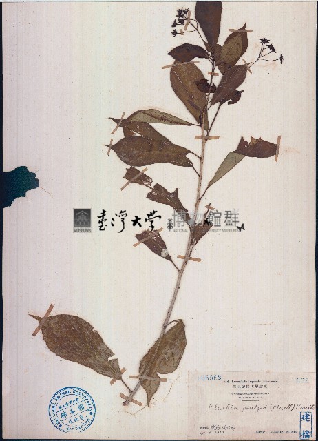 留萼木藏品圖，第1張