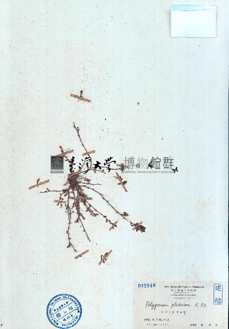 習見蓼、習見萹蓄藏品圖，第1張