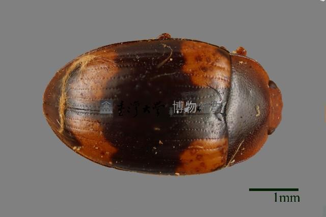 花甲藏品圖，第1張