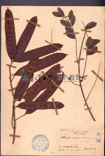 黃豆樹、菲律賓合歡藏品圖，第1張