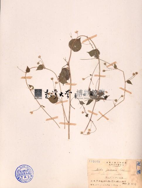 爪哇金午時花藏品圖，第1張