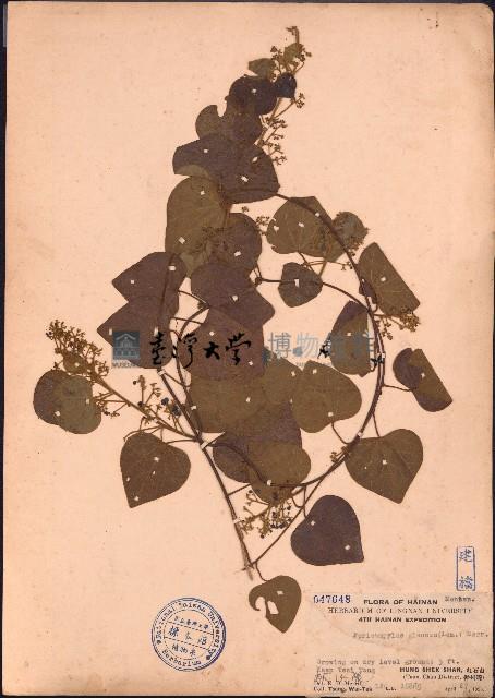 細圓藤藏品圖，第1張