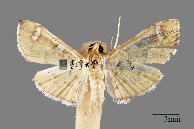 螟蛾藏品圖，第1張