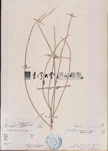 響鈴豆藏品圖，第1張