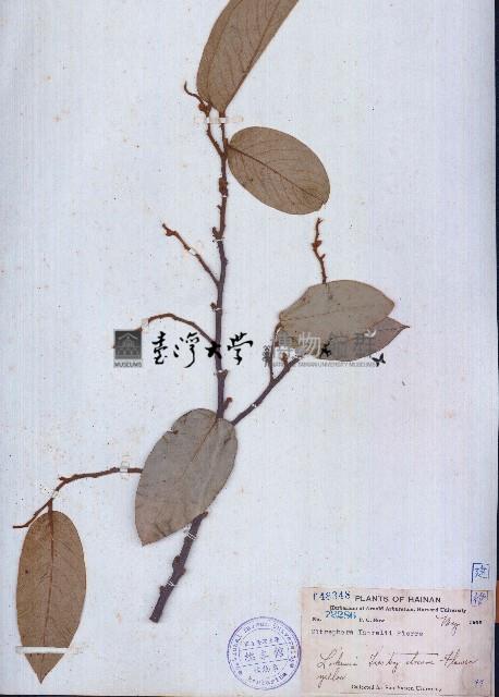 銀鉤花、大葉染古、定春藏品圖，第1張