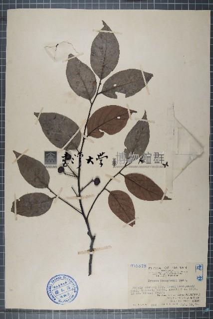 臂果木藏品圖，第1張