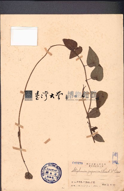 千金藤藏品圖，第1張
