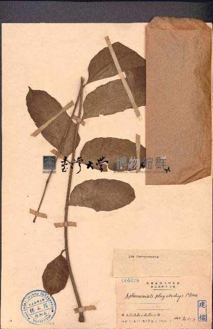 穗花樹蘭、山楝藏品圖，第1張