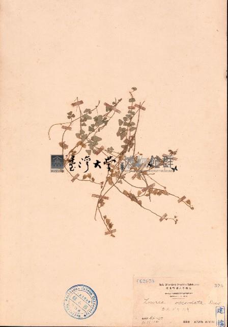 舖地蝙蝠草藏品圖，第1張