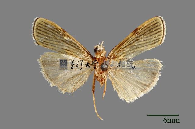 螟蛾藏品圖，第1張