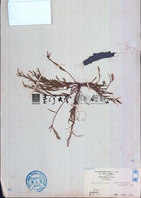 地楊桃藏品圖，第1張