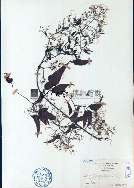 威靈仙藏品圖，第1張