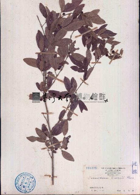 單節假木豆藏品圖，第1張