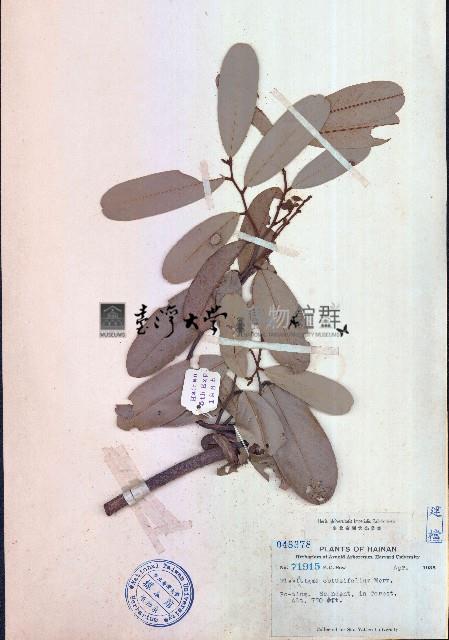 瓜馥木藏品圖，第1張