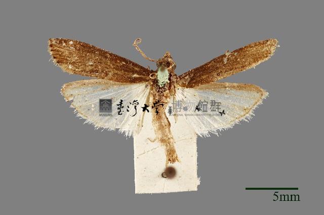 螟蛾藏品圖，第1張