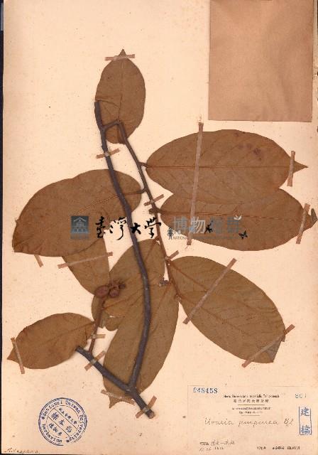 大花紫玉盤、川血烏藏品圖，第1張