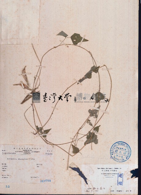 三裂葉扁豆藏品圖，第1張