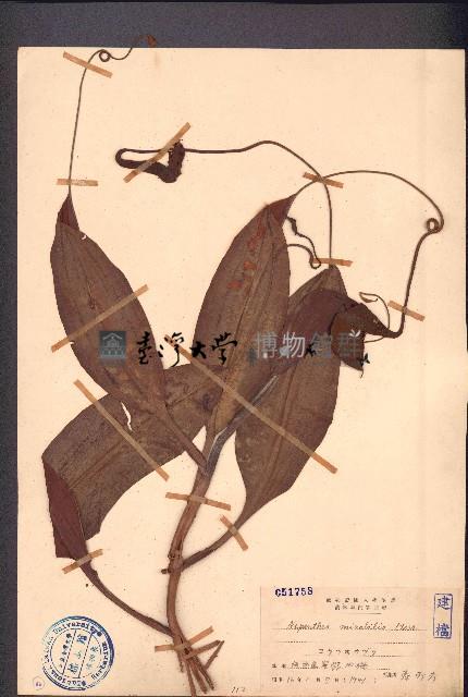 豬籠草藏品圖，第1張