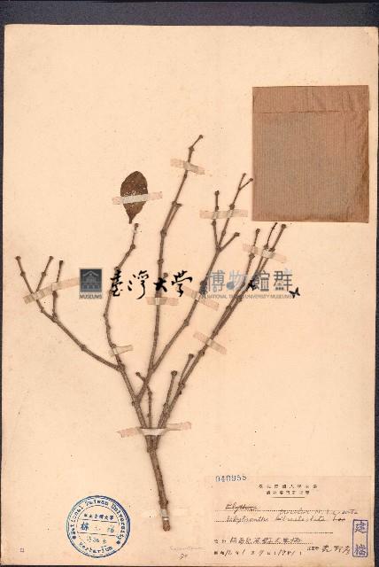 三色鞘花藏品圖，第1張