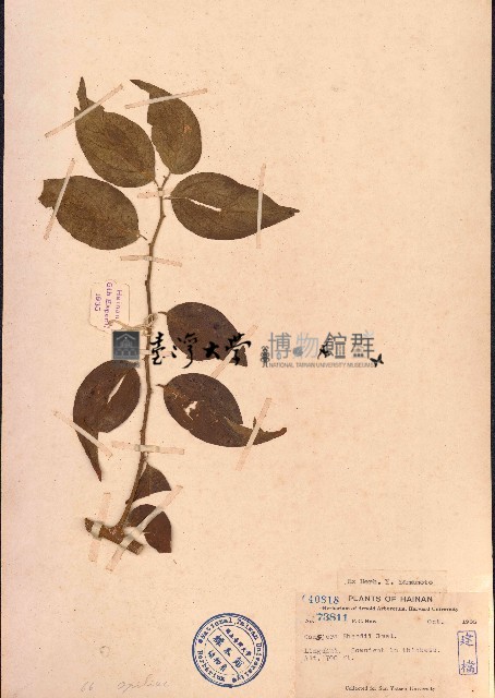 山柑藤藏品圖，第1張