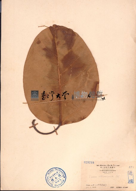 大葉榕、高山榕藏品圖，第1張