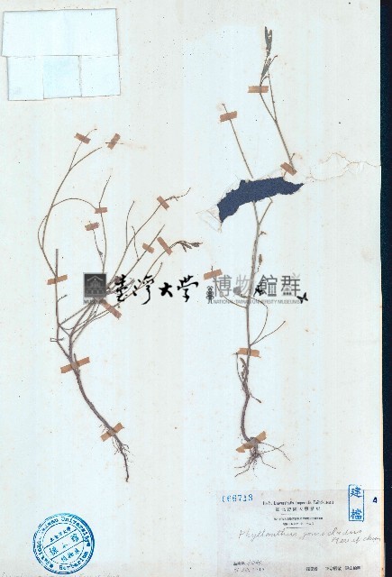 艾堇藏品圖，第1張