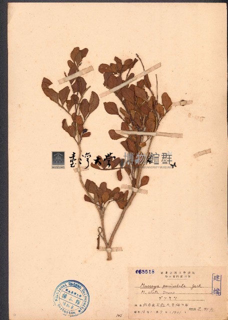 千里香藏品圖，第1張