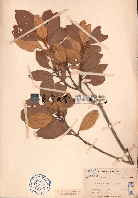 嶺南青剛櫟藏品圖，第1張