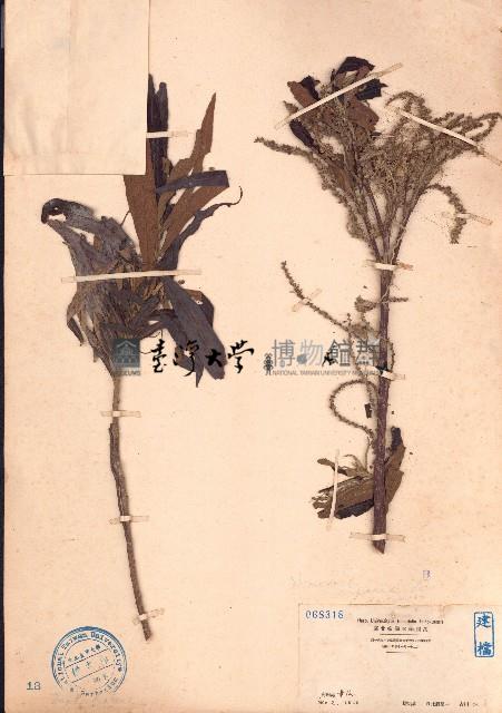 水楊梅藏品圖，第1張