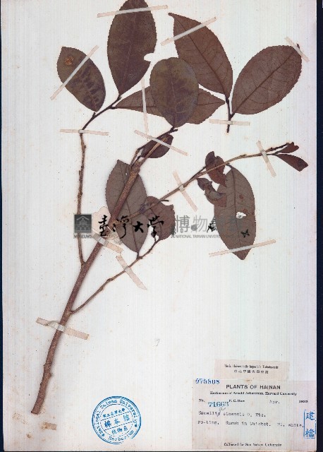 茶藏品圖，第1張