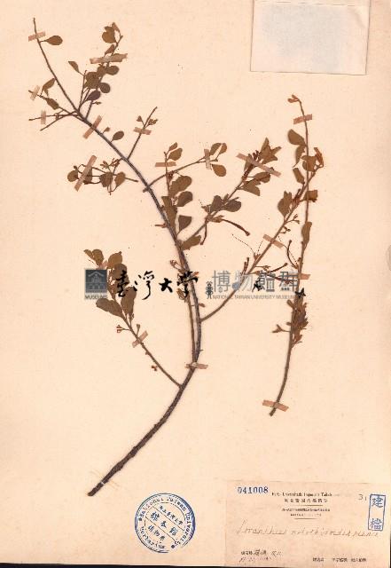 小葉梨果寄生、藍木桑寄生藏品圖，第1張