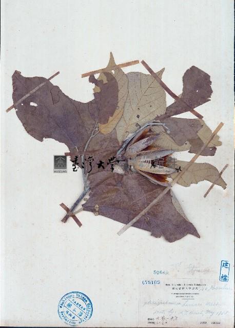 異葉翅子木藏品圖，第1張