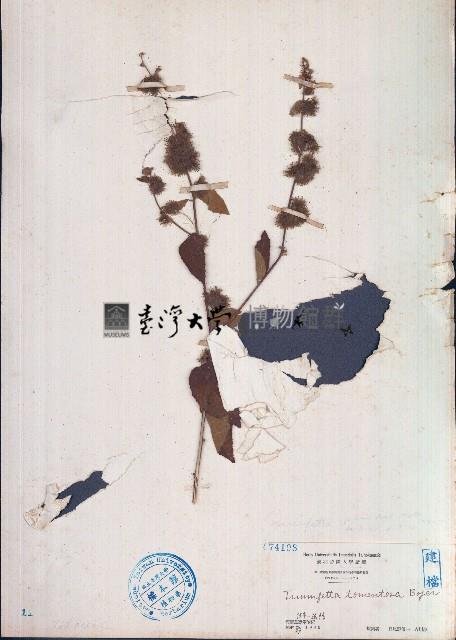 臭垂桉草藏品圖，第1張