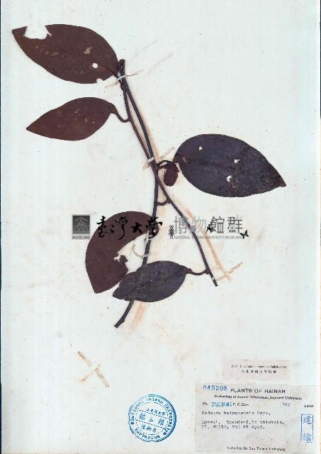 黑老虎藏品圖，第1張