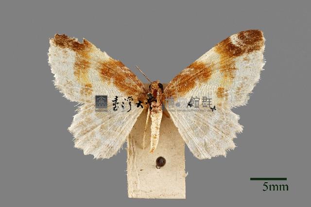 尺蛾藏品圖，第1張