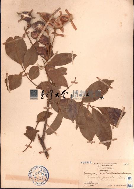 海南红豆藏品圖，第1張