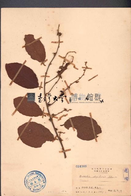 土蜜藤藏品圖，第1張