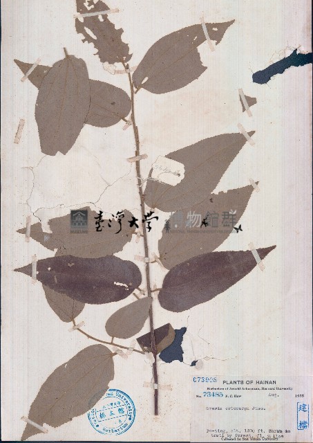 大葉捕魚木藏品圖，第1張