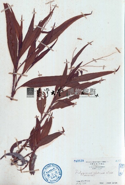 紅辣蓼藏品圖，第1張