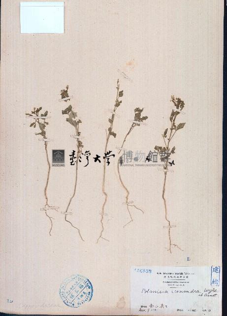 向天黃藏品圖，第1張